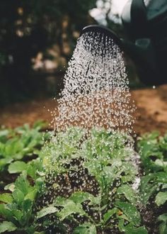 the sprinkle is spraying water on plants