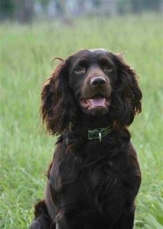 a dog sitting in the grass with its mouth open