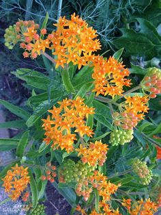 an orange and green plant with lots of flowers