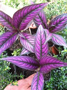 a purple plant with green leaves on it