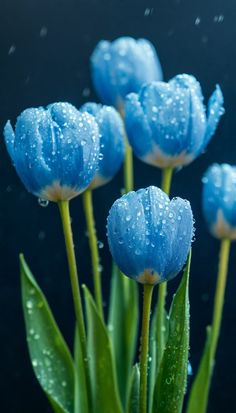 some blue flowers with water droplets on them