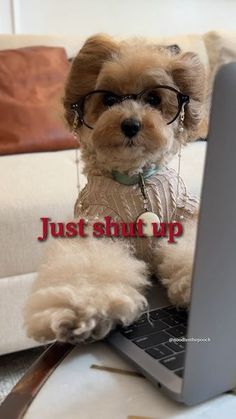 a small dog wearing glasses sitting in front of a laptop computer with the caption just shut up