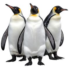 three penguins are standing next to each other