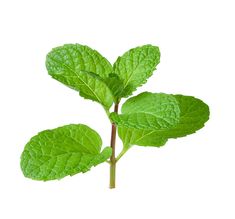 a plant with green leaves is shown against a white background