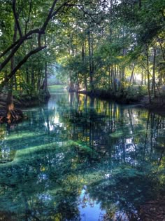 the water is very clear and green in the woods