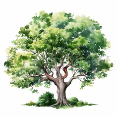 an illustration of a tree with lots of leaves on the branches and green foliage around it