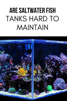 A vibrant planted aquarium with a black and red Betta fish swimming near large, marbled red and green lily pads. The tank features dense greenery, driftwood, and scattered smooth stones on the substrate. Saltwater Fish Tank, Fish Tanks, Freshwater Aquarium, Aquariums