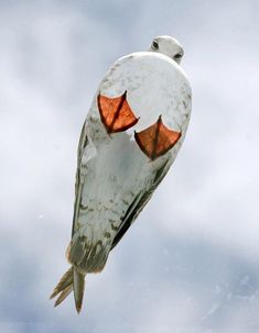 a white bird with orange wings flying through the air in front of a cloudy sky