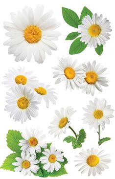 3D scrapbook stickers featuring photo-real yellow and white oxeye daisies. Oxeye Daisy, Jute Crafts, Paper House, Orange Soda, 3d Stickers, Decoupage Paper, Aesthetic Stickers, Scrapbook Stickers, Scrapbook Supplies