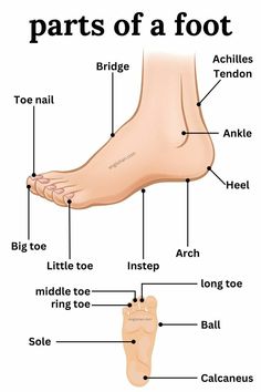 parts of a foot labeled in english