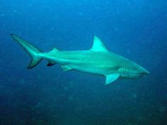 a large white shark swimming in the ocean