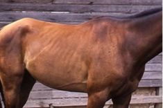 a brown horse standing in front of a wooden building with its head down and it's nose to the ground