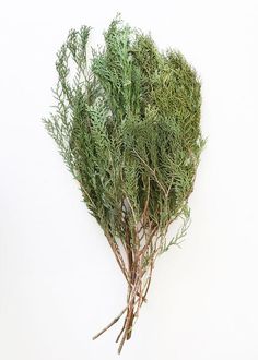 Cedar Greenery, Country Wedding Decorations, Christmas Flower Arrangements, Floral Wreaths, Winter Event, Holiday Floral, Christmas Greenery, Christmas Floral, Naturally Beautiful