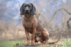 a brown dog sitting on top of a grass covered field