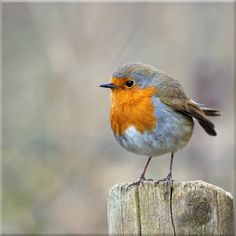 a small bird sitting on top of a wooden post