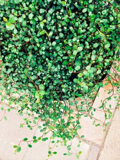 a plant with green leaves growing on it's side walk next to a sidewalk