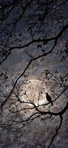 a bird sitting on top of a tree branch in front of the moon and stars