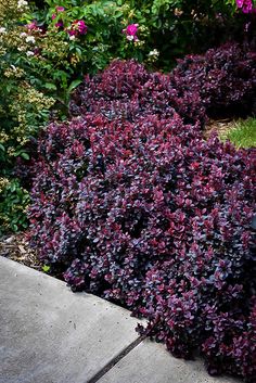 purple flowers are growing on the side of a sidewalk in front of some bushes and other plants