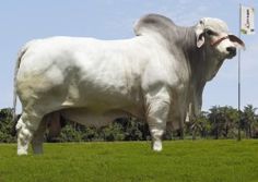 a large white cow standing on top of a lush green field