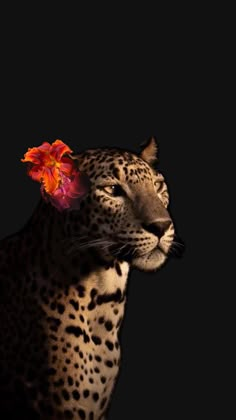 a leopard with a flower on it's head looking at the camera while standing in front of a black background