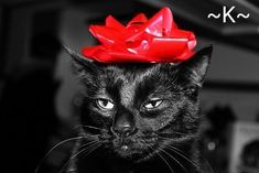 a black cat with a red bow on its head