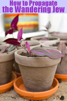 three potted plants with the title how to propagate the wandering jew on top