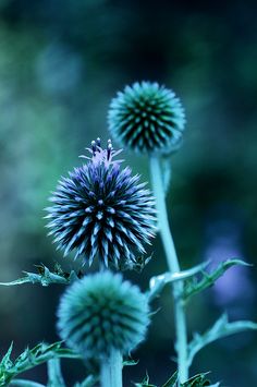 some very pretty looking flowers in the grass