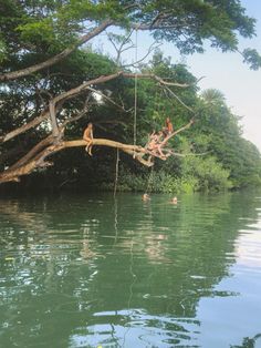 two people are hanging from a tree over the water