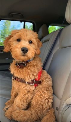 a brown dog sitting in the back seat of a car