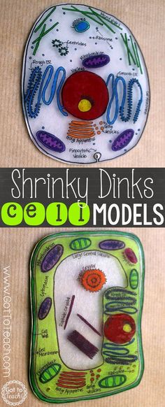 Science Cells, Cells Project, Cell Model, 6th Grade Science, Teaching Biology, Science Projects For Kids, Shrinky Dink, Science Activities For Kids