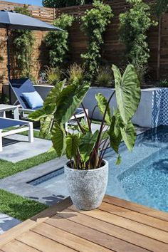 a plant in a pot next to a swimming pool with lounge chairs and umbrellas