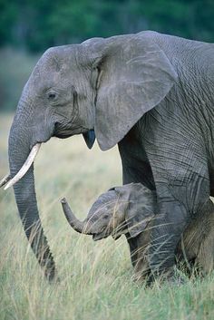 an adult elephant standing next to a baby elephant