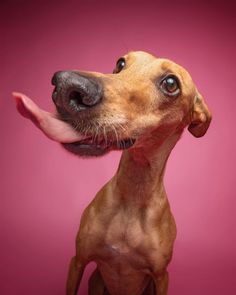 a brown dog with its tongue hanging out looking up at the camera on a pink background