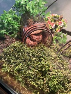 a jar filled with moss sitting on top of a table next to flowers and plants