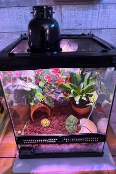 an aquarium filled with plants on top of a wooden table