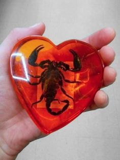 a hand holding a heart shaped glass with a scorpion on it