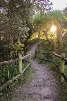 a path leading to the top of a hill with trees on both sides and sun shining through