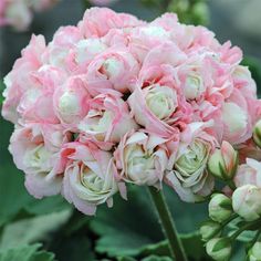 pink and white flowers are blooming in the garden