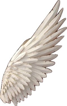 an image of a white bird that is flying in the air with it's wings spread