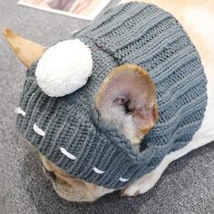 a small dog wearing a knitted hat and sweater