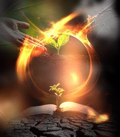 an open book with a plant sprouting out of it, surrounded by flames