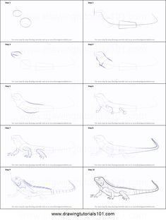 how to draw an alligator step by step