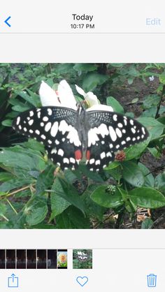 a black and white butterfly sitting on top of green leaves