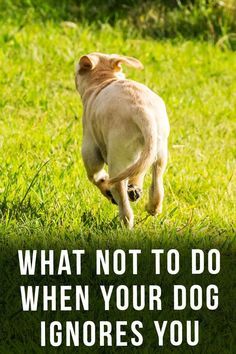 a dog running in the grass with a quote about what not to do when your dog ignores you