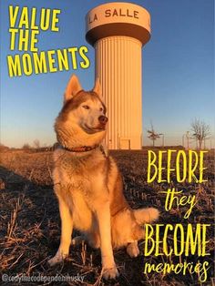 a dog sitting in front of a water tower with the words value the moments before they become mementos