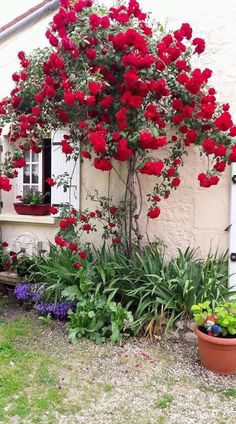 red roses growing on the side of a house with potted plants in front of it