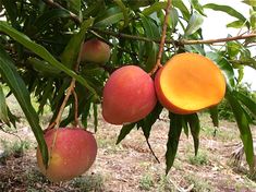 two peaches hanging from a tree with green leaves and brown ground in the background