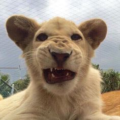 a close up of a lion cub with its mouth open and teeth wide open, looking at the camera