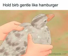 a person holding a bird in their hand with the caption hold bird gentle like hamburger