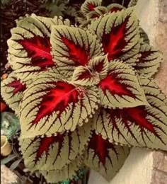 a red and white flower sitting on top of a stone wall